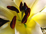 香水百合 百合花