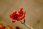 木棉花