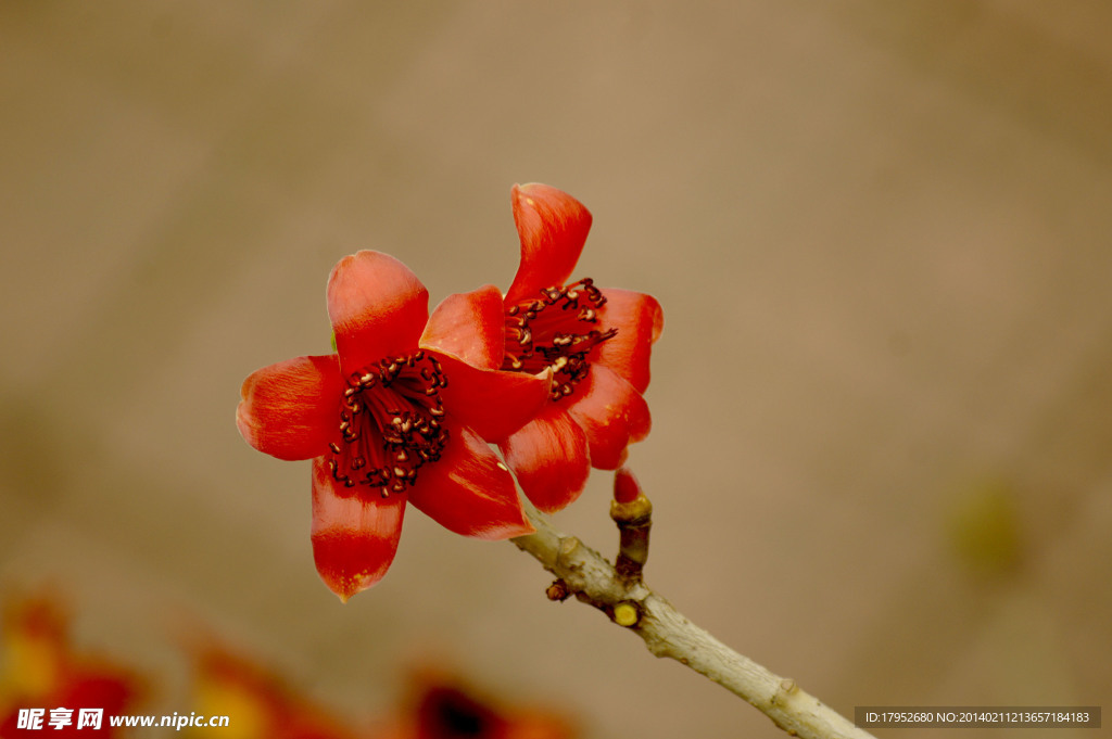 木棉花