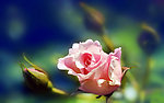 情人节