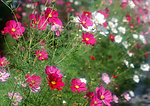 百花花卉