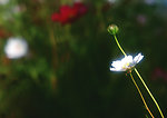 百花花卉图片