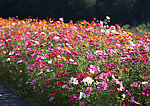 百花花卉图片