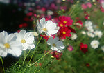 百花花卉图片