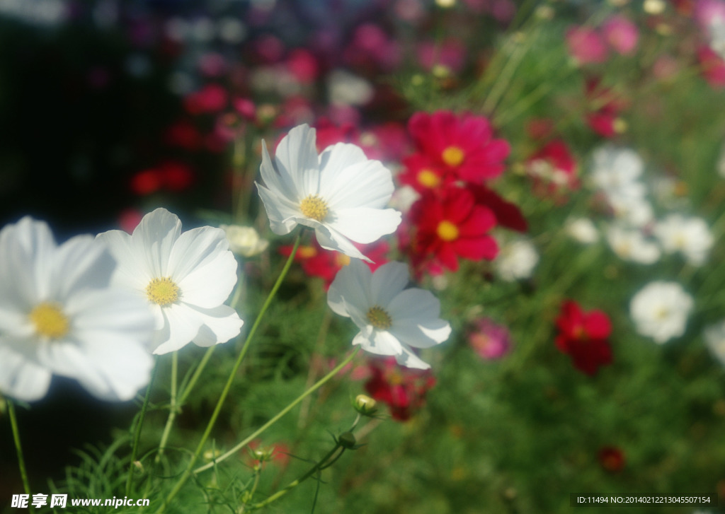百花花卉图片