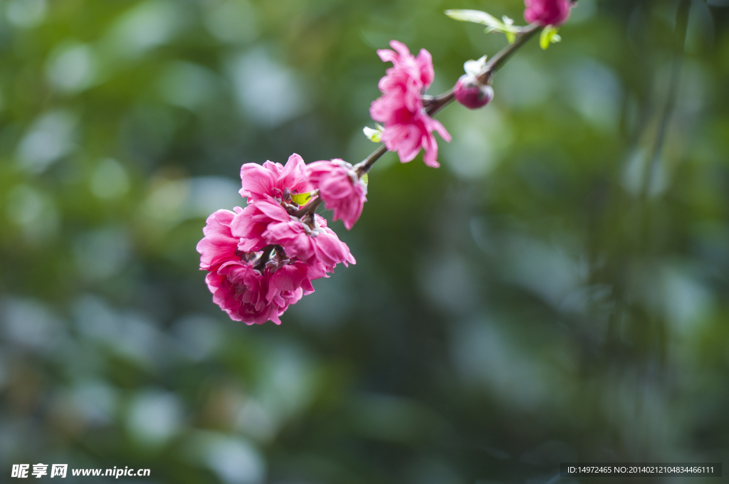 桃花