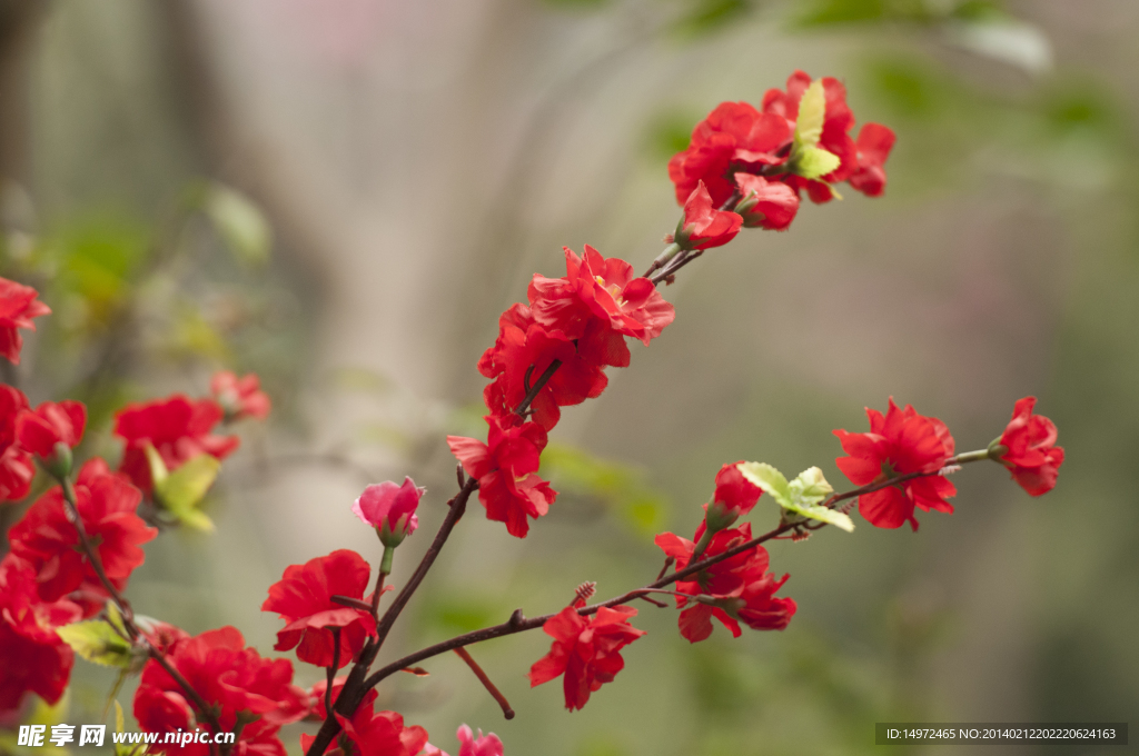 桃花