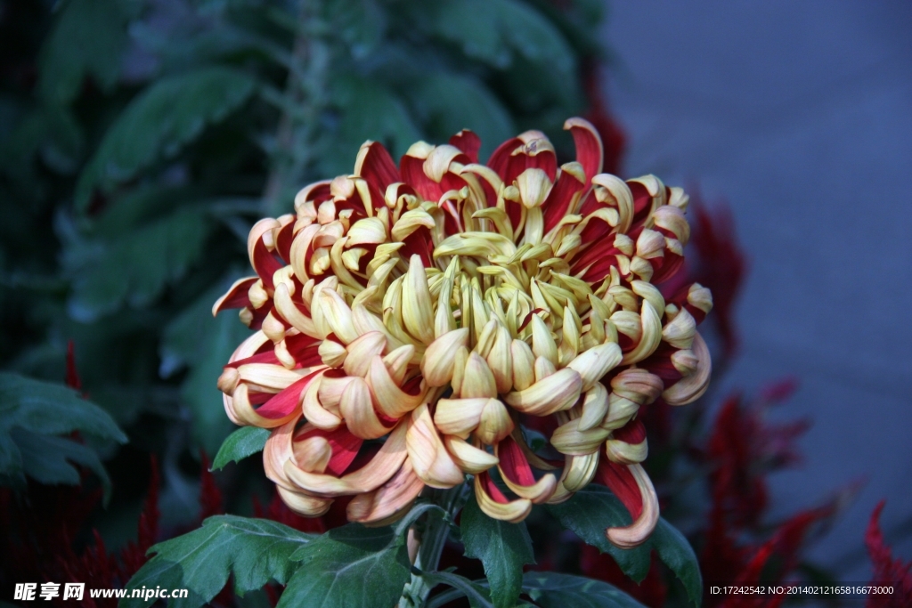菊花