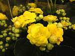 长寿花 黄花
