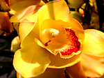 兰花 蝴蝶兰 黄花
