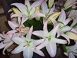 百合花 香水百合
