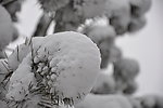 雪松