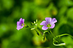 小紫花