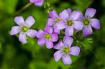 小紫花