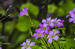 小紫花