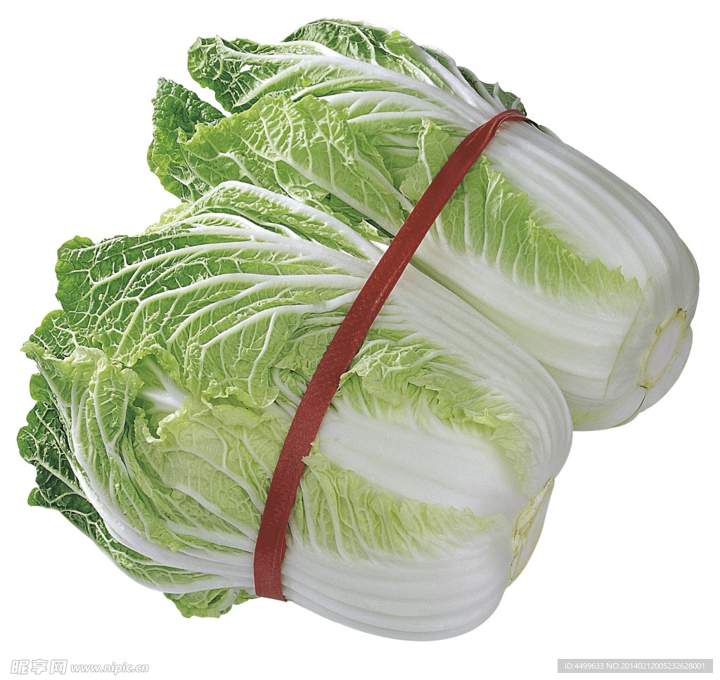 大白菜