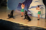 海狮表演