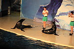 海狮表演