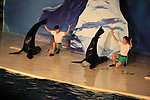 海狮表演