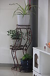 植物