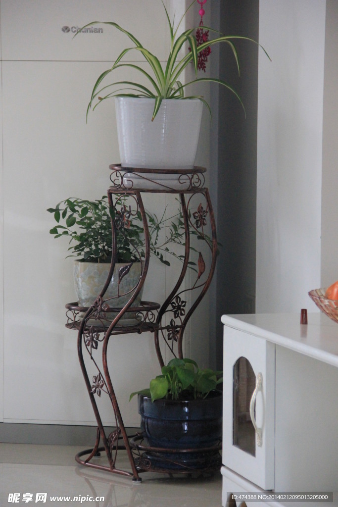植物
