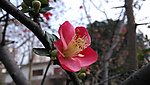 木瓜花