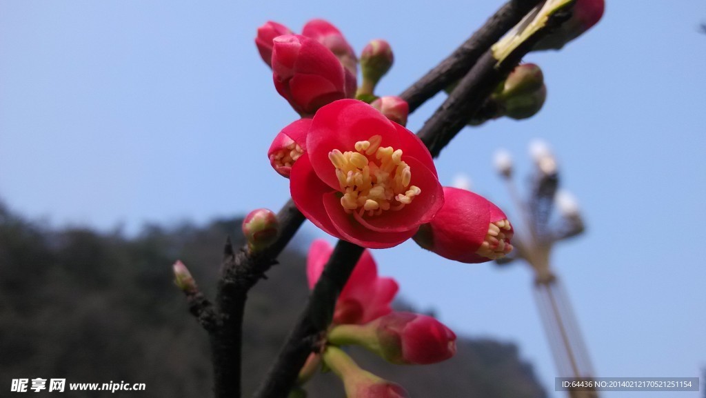 木瓜花