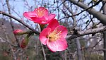 木瓜花