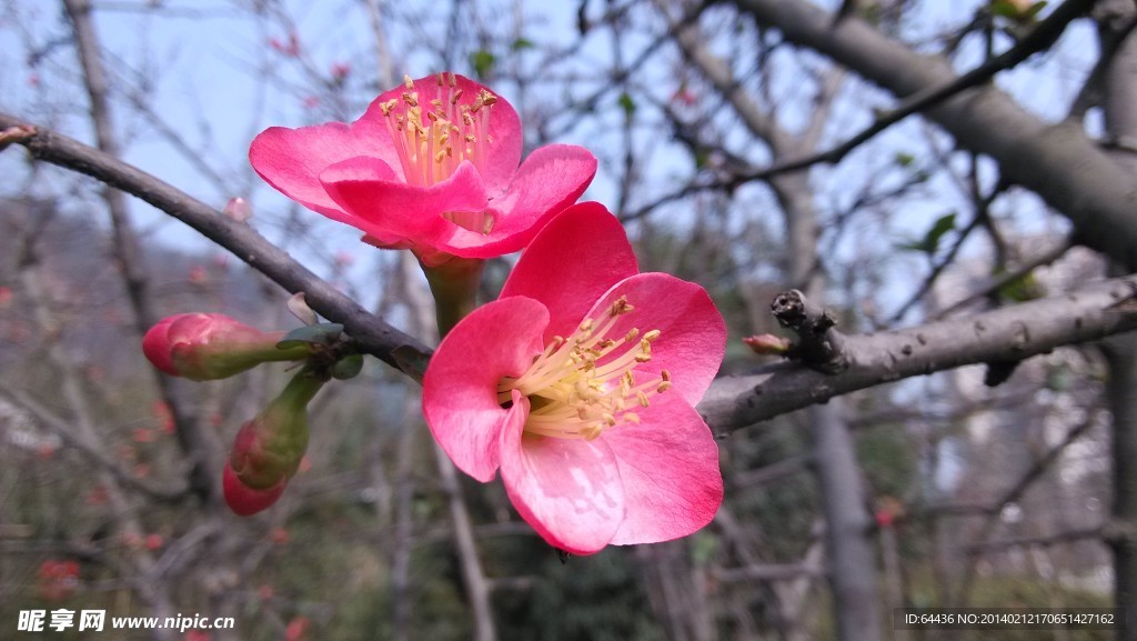 木瓜花
