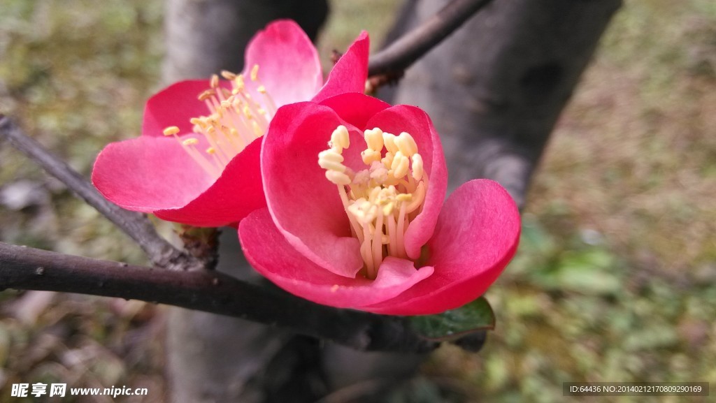 木瓜花