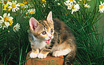 小猫