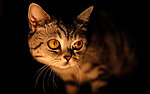 小猫