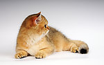 小猫