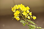 热带花卉