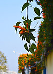 炮仗花