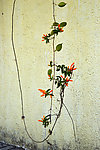 炮仗花