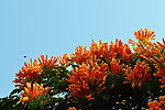 炮仗花