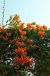 炮仗花