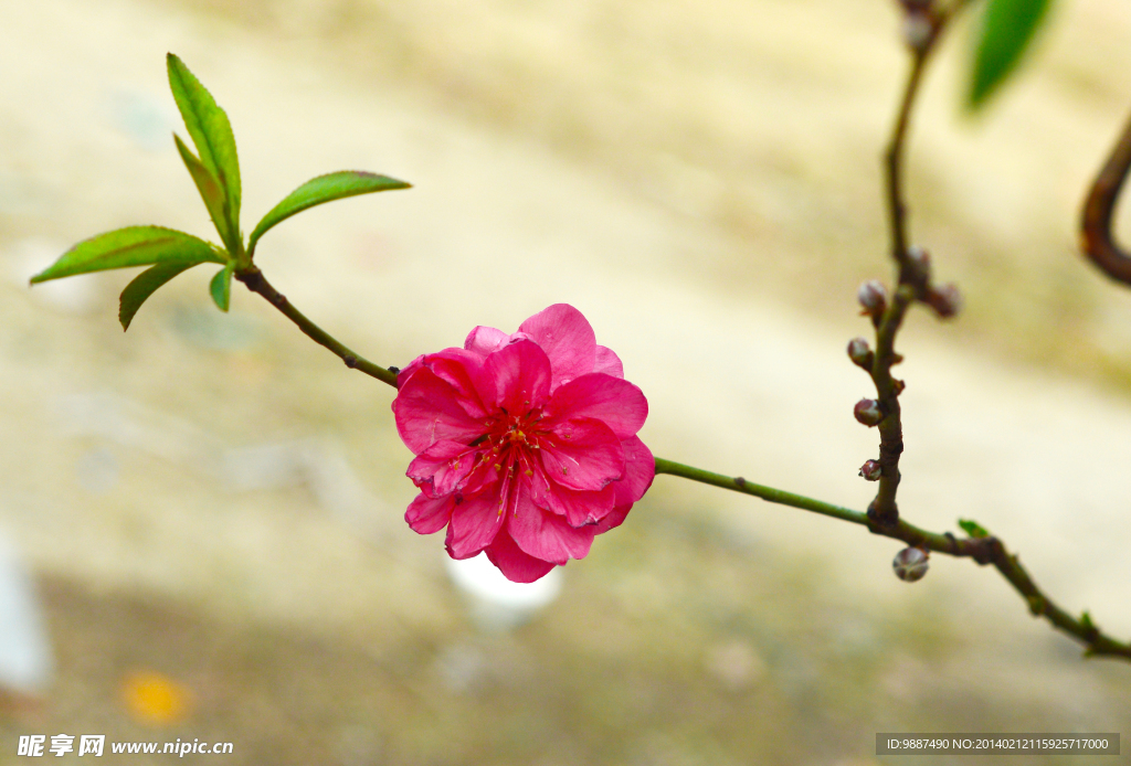 桃花