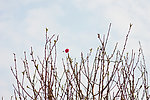 桃花枝条