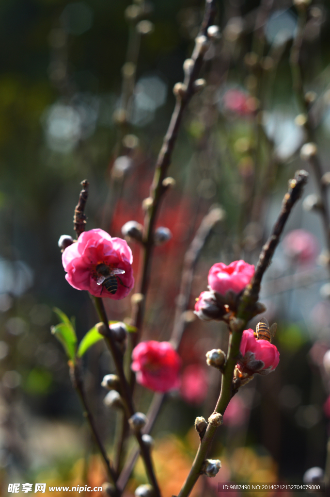 桃花