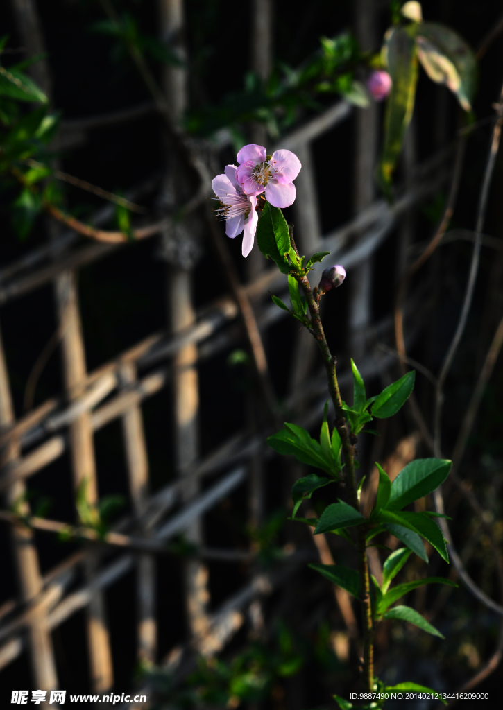 桃花与篱笆