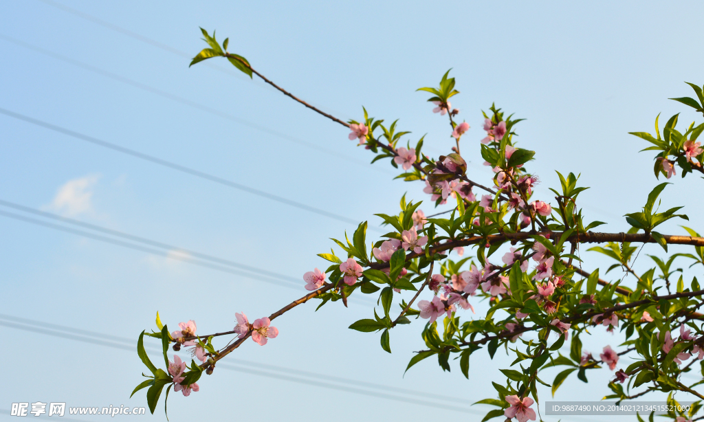 桃花