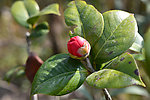 茶花花蕾