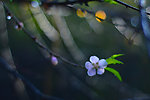 梦幻桃花