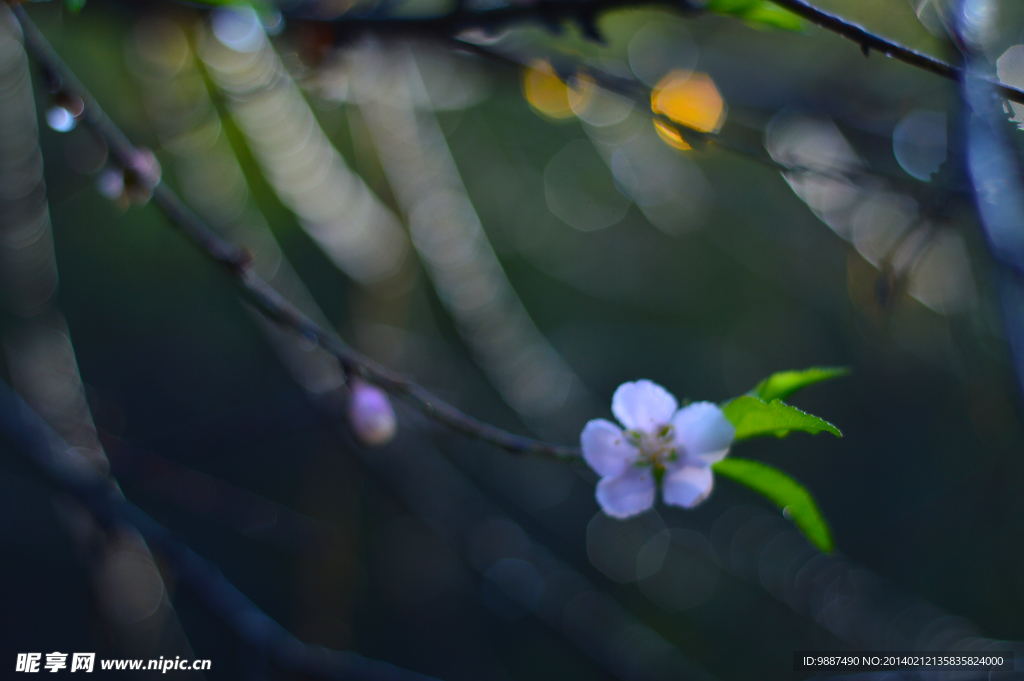 梦幻桃花