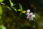 一枝桃花