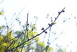 桃花枝条