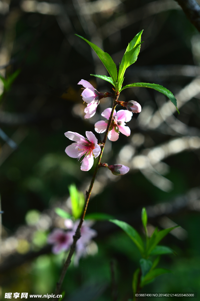 桃花