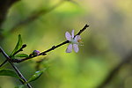 粉色桃花